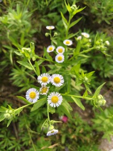 清新小雏菊绽放绿意间