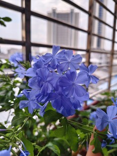 窗前绽放的蓝雪花