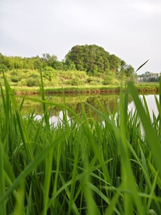 湖畔葱郁绿草田园风光