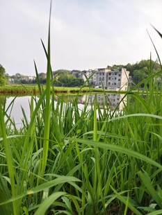 湖畔葱郁绿草景色宜人
