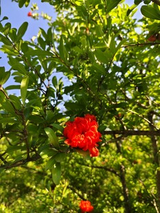 枝头红石榴绽放绿叶间