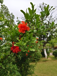 枝头绽放的艳丽石榴花