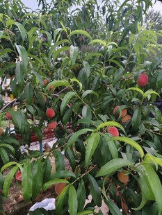 果园里硕果累累的桃树