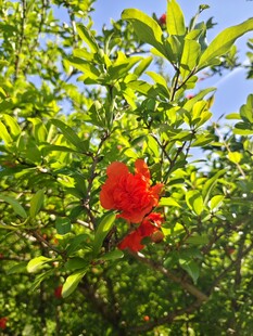 枝头绽放的艳丽红石榴花