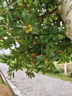 路边枝头的多彩果实