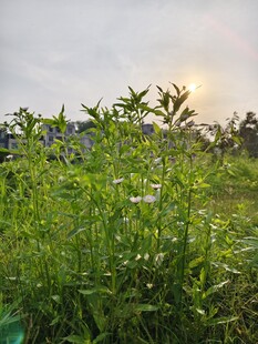 夕阳下的繁茂花草景观