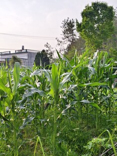 田野中的茂盛玉米植株