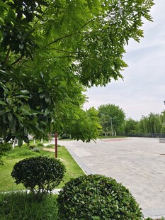 公园绿植