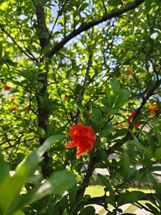 绿叶间的娇艳红花