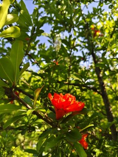 绿叶丛中一朵艳红花朵
