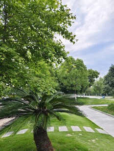 绿意盎然的公园小径