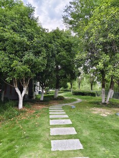 绿意盎然的林间石板小径