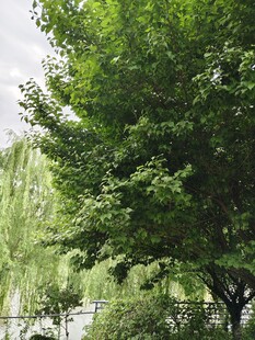夏日葱郁绿树风景图