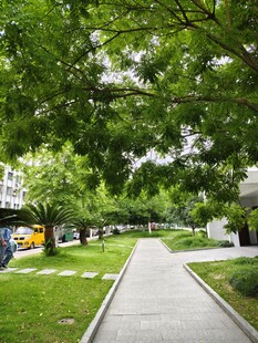 绿荫覆盖的宁静校园小径