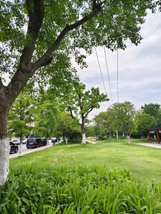 绿意盎然的户外草坪风景