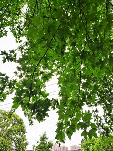 绿叶繁茂的树冠景象