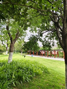 绿意盎然的公园景致