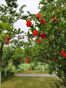 枝头繁花艳 绿意伴红果