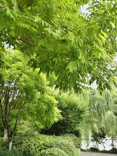 绿意盎然的园林景致