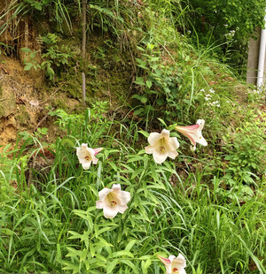 草丛中的美丽白色百合花