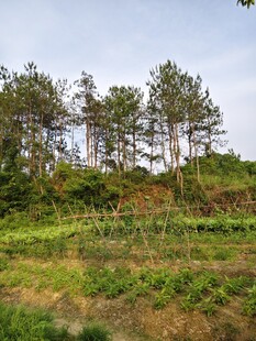 山坡上的绿树与草地