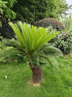 翠绿铁树挺立在草坪间