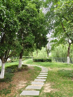 林间石板小径 绿意盎然