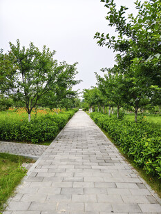 林间石板小径绿意盎然