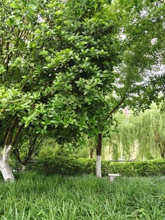 绿意盎然的林间草地