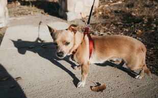 拴绳小狗在户外行走