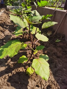 生长中的绿色植物幼苗