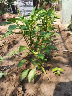 田间生长的绿色辣椒植株