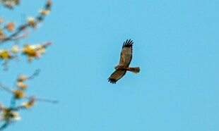 蓝天中翱翔的矫健飞鸟