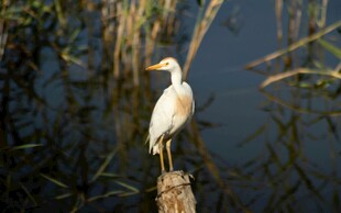 白鹭立于水边木桩