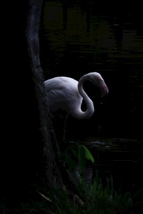 暗影中的优雅火烈鸟