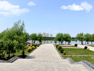 城市中的宁静林荫步道