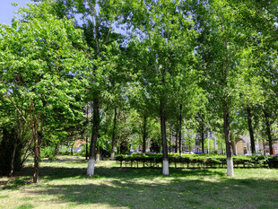 夏日葱郁树林中的开阔草地