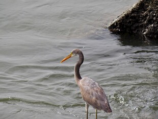 水边伫立的优雅鹭鸟