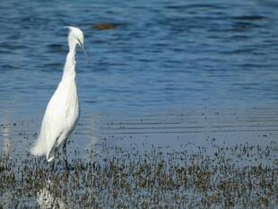 白鹭立于水边湿地