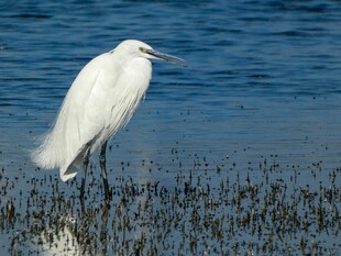 白鹭立于水边湿地