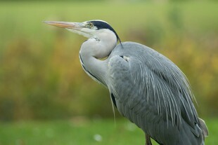 灰鹭站立于绿意背景中