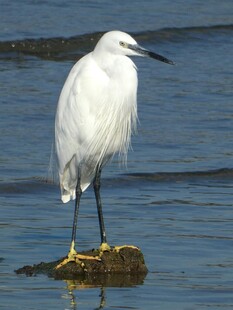 白鹭立于水边礁石