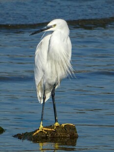 白鹭立于水边礁石
