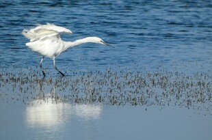 白鹭于水边浅滩优雅踱步