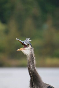 冠羽独特的灰鹭张嘴瞬间