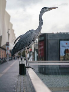 城市街道上的大型鹭鸟