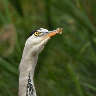 灰鹭叼小鱼特写