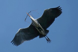 苍鹭蓝天展翅捕食瞬间