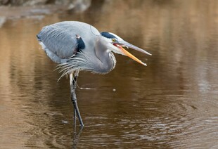 大蓝鹭水中张嘴捕食瞬间