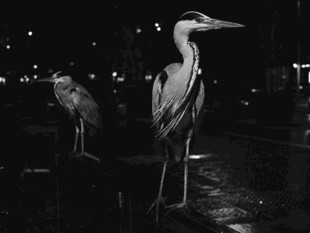 黑夜中的两只鹭鸟